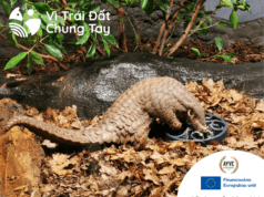 Tê Tê Vàng Và Nỗi Đau Trên Bờ Vực Tuyệt Chủng