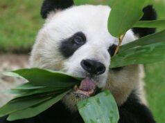 Gấu trúc đực khổng lồ lớn nhất trên thế giới được con người chăm sóc qua đời ở tuổi 35