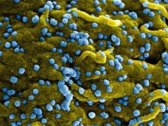 Thế giới đối mặt với sự bùng phát của 1 loại virus mới vô cùng nguy hiểm