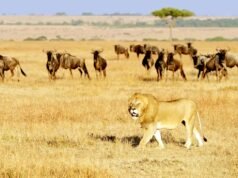 Con người sẽ thế nào nếu động vật tuyệt chủng hết?