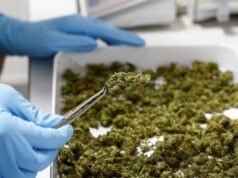 Đức dự tính hợp pháp hóa cần sa