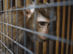 Đài BBC tiết lộ mạng lưới bạo dâm tập trung vào việc tra tấn khỉ