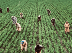 EU cấm hàng hóa được sản xuất bằng lao động cưỡng bức