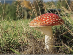 Sau gấu bông nhiễm HHC, trẻ em có nguy cơ ăn kẹo có chiết xuất nấm độc