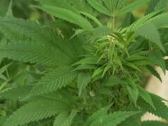 Chính phủ Séc phê duyệt sửa đổi luật về cần sa và các quy định hình sự