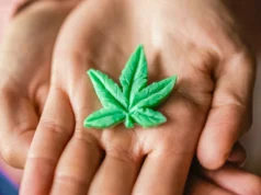 Séc sẽ quản lý cần sa THC từ năm 2025, đánh dấu bước đầu tiến tới chính sách cởi mở hơn.