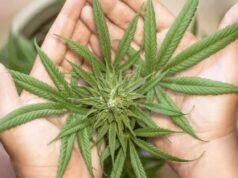 Cộng hoà Séc Cân nhắc Điều Chỉnh Quy Định về việc bán Kratom và cần sa có hàm lượng thấp