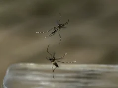 Châu Âu bùng phát vi rút gây bệnh có thể tổn thương nội tạng: Nỗi lo lan rộng giữa mùa hè nắng nóng