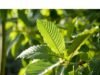 Liệu KRATOM TẠI SÉC sẽ bị CẤM HAY QUẢN LÝ CHẶT HƠN?
