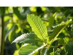 Liệu KRATOM TẠI SÉC sẽ bị CẤM HAY QUẢN LÝ CHẶT HƠN?