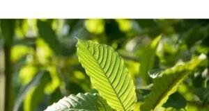Liệu KRATOM TẠI SÉC sẽ bị CẤM HAY QUẢN LÝ CHẶT HƠN?