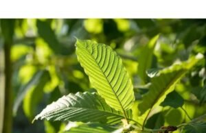 Liệu KRATOM TẠI SÉC sẽ bị CẤM HAY QUẢN LÝ CHẶT HƠN?